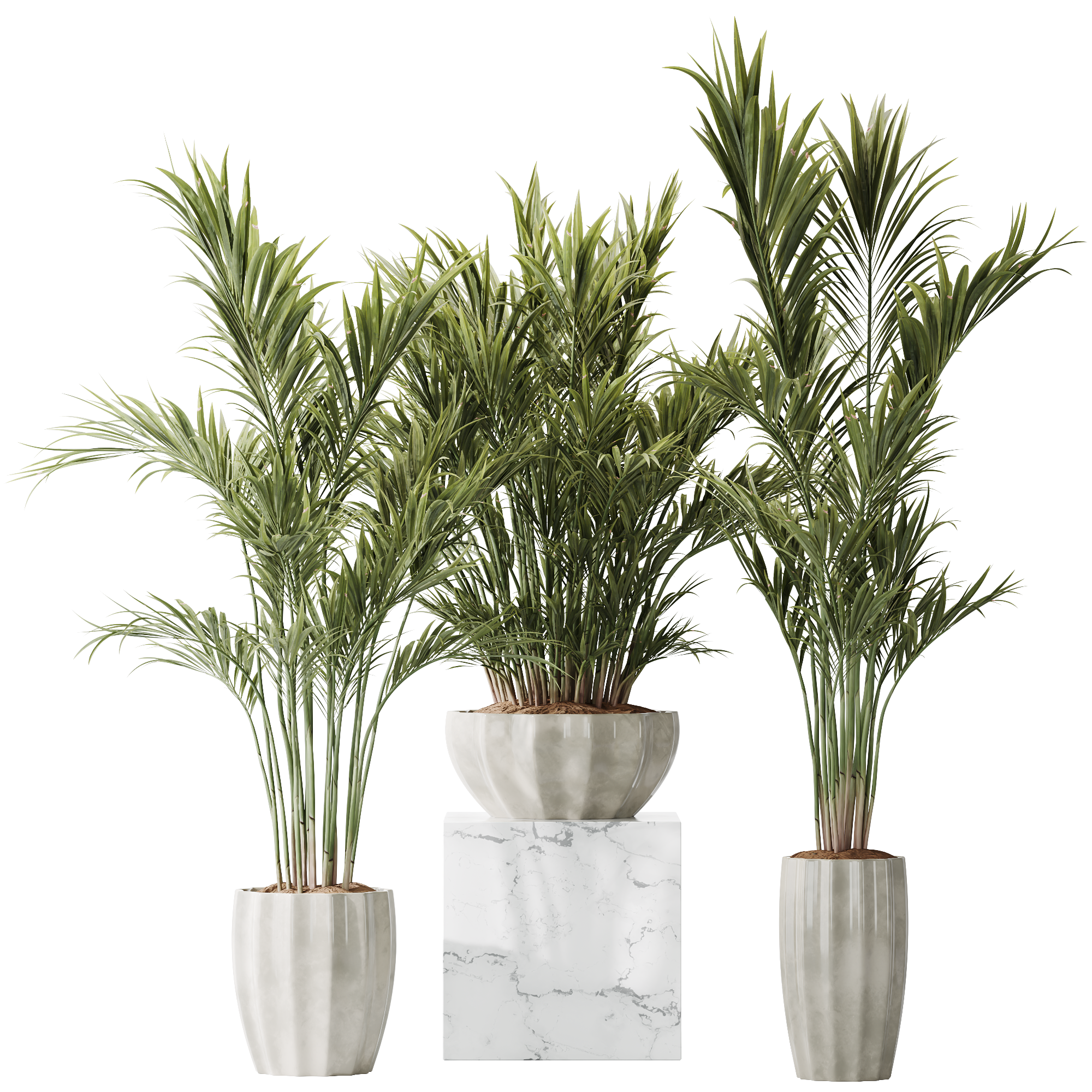 HQ Plants Areca Majesty Cat Reed Palm Set01